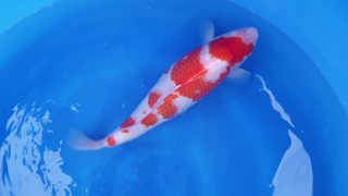 Dainichi Kohaku Nisai female 55cm T14-061 Dainichi Kohaku Nisai female 55cm T14-061