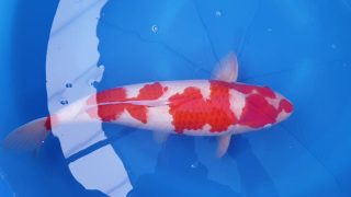 Dainichi Kohaku Nisai female 57cm T14-013 Dainichi Kohaku Nisai female 57cm T14-013
