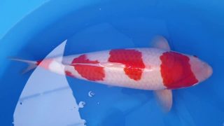 Dainichi Kohaku Nisai female 58cm T14-025 Dainichi Kohaku Nisai female 58cm T14-025