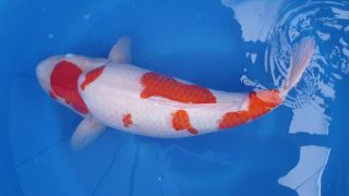 Dainichi Kohaku Nisai female 60cm T14-011 Dainichi Kohaku Nisai female 60cm T14-011