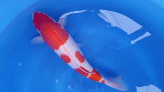 Dainichi Kohaku Nisai female 60cm T14-041 Dainichi Kohaku Nisai female 60cm T14-041