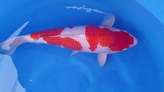 Dainichi Kohaku Nisai female? 60cm T14-045 Dainichi Kohaku Nisai female? 60cm T14-045
