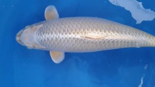 Dainichi Mukashi Ogon Nisai female 55cm T14-068 Dainichi Mukashi Ogon Nisai female 55cm T14-068