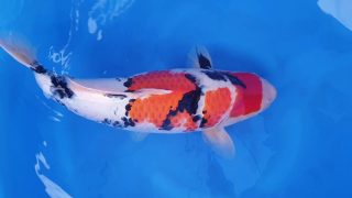 Dainichi Showa 52cm Nisai female T14-42 Dainichi Showa 52cm Nisai female T14-42