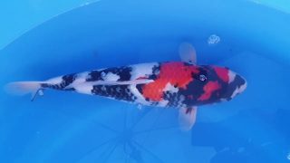 Dainichi Showa Nisai female 45cm T14-026 Dainichi Showa Nisai female 45cm T14-026