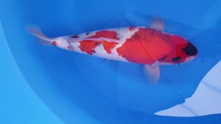 Dainichi Showa Nisai female 50cm T14-024 Dainichi Showa Nisai female 50cm T14-024