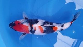Dainichi Showa Nisai female 50cm T14-027 Dainichi Showa Nisai female 50cm T14-027