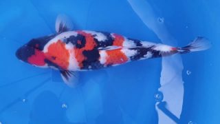 Dainichi Showa Nisai female 50cm T14-012 Dainichi Showa Nisai female 50cm T14-012