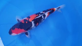 Dainichi Showa Nisai female 52cm T14-021 Dainichi Showa Nisai female 52cm T14-021