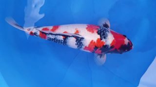 Dainichi Showa Nisai female 52cm T14-050 Dainichi Showa Nisai female 52cm T14-050