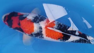 Dainichi Showa Nisai female 53cm T14-018 Dainichi Showa Nisai female 53cm T14-018