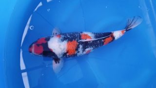 Dainichi Showa Nisai female 53cm T14-015 Dainichi Showa Nisai female 53cm T14-015