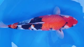 Dainichi Showa Nisai female 56cm T14-035 Dainichi Showa Nisai female 56cm T14-035