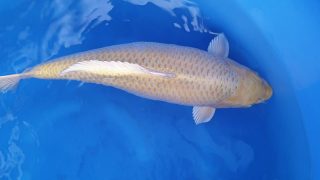 Dainichi Yamabuki 60cm Nisai female T14-043 Dainichi Yamabuki 60cm Nisai female T14-043