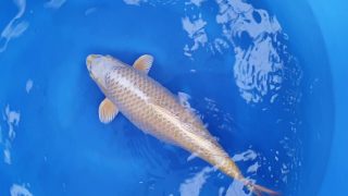 Dainichi Yamabuki Ogon Nisai female 57cm T14-059 Dainichi Yamabuki Ogon Nisai female 57cm T14-059