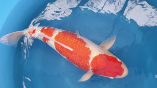 Dainichi Ginrin Kohaku Yonsai T15-0095 Dainichi Ginrin Kohaku Yonsai T15-0095