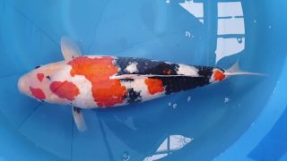 Dainichi Showa Sansai T15 – 0025 Dainichi Showa Sansai T15 – 0025