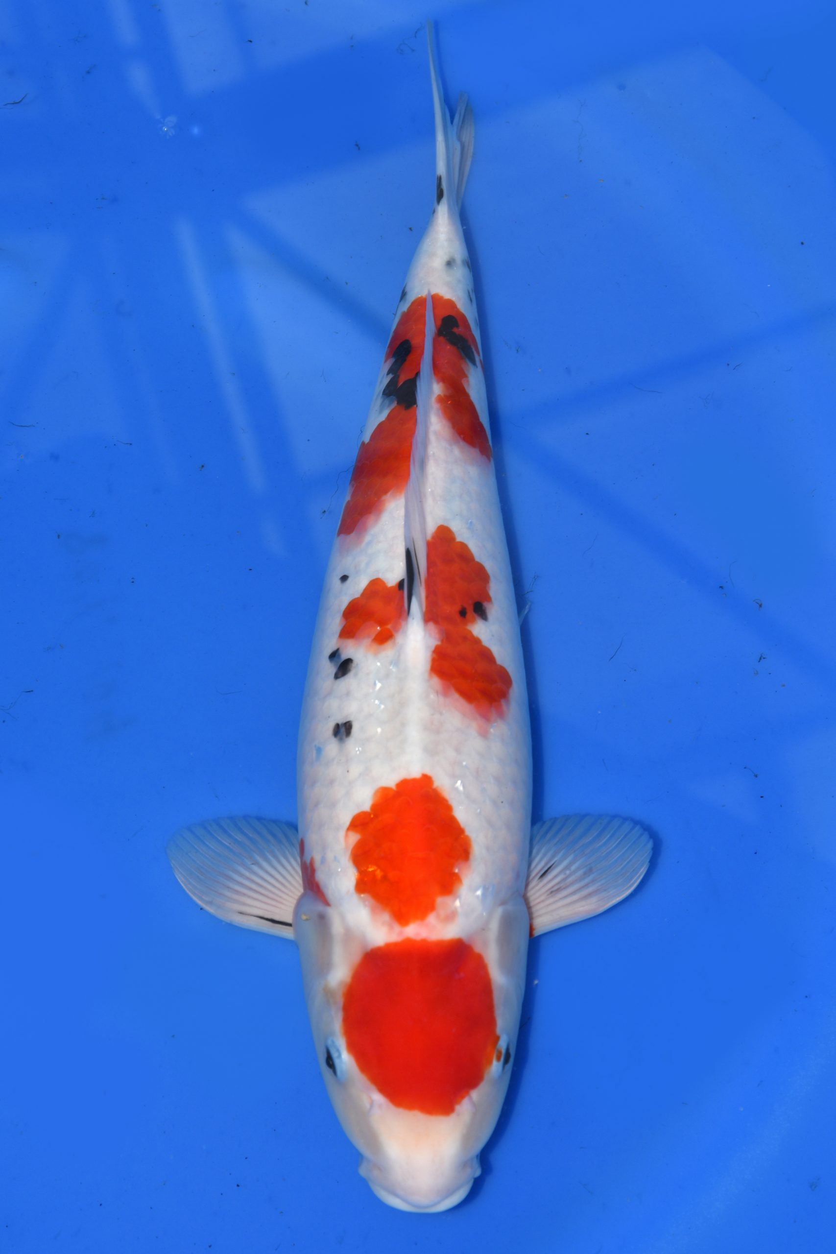 KOI Auktion| Takano M-Sanke Nisai M-Sanke female 50cm T02-003