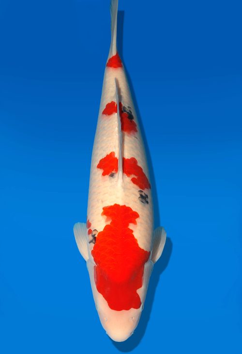 Koi Auktion Dainichi Sanke Nisai MrBig male 57cm T06-0113