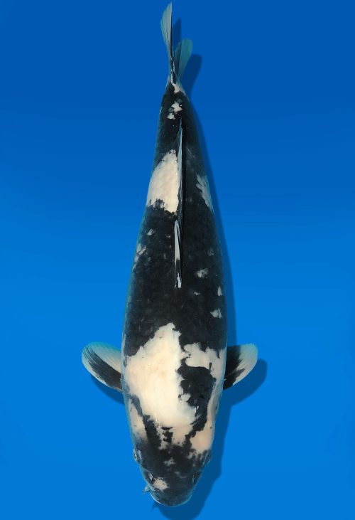 Koi Auktion Dainichi Shiro Nisai BlackMonroe female 56cm T06-0119