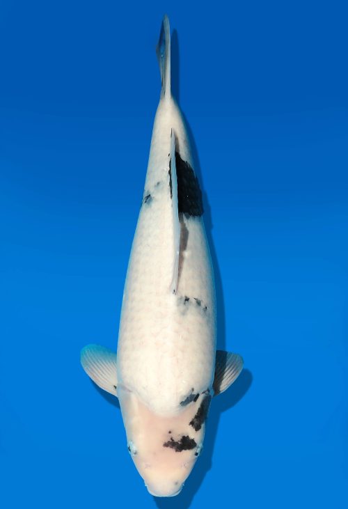 Koi Auktion Dainichi Shiro Nisai MonaLisa female 55cm T06-0122