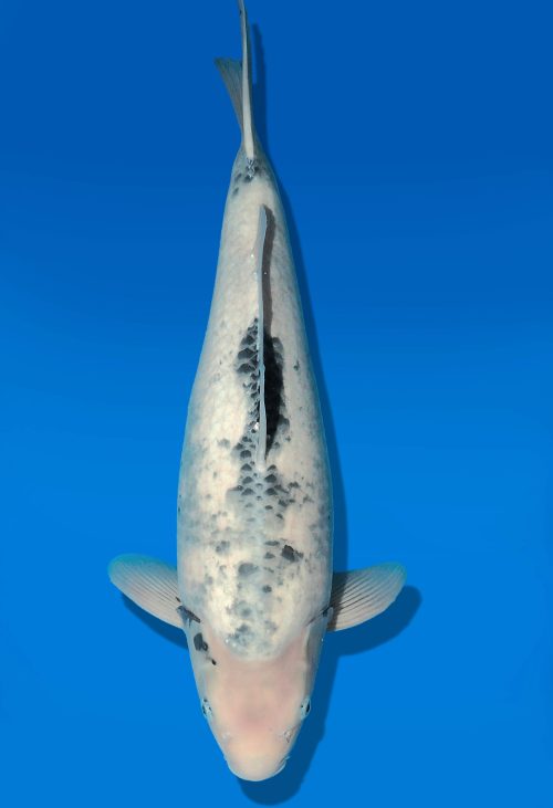 Koi Auktion Dainichi Shiro Nisai SuperMonster female 56cm T06-0056