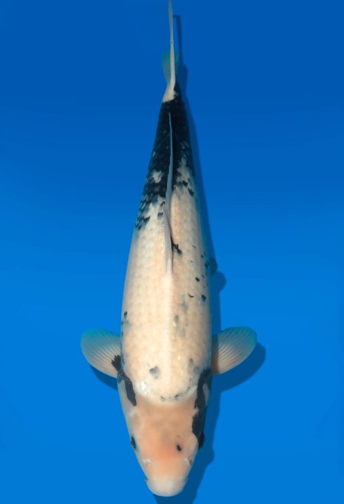 Koi Auktion Dainichi Shiro Nisai WhiteMonroe female 53cm T06-0063