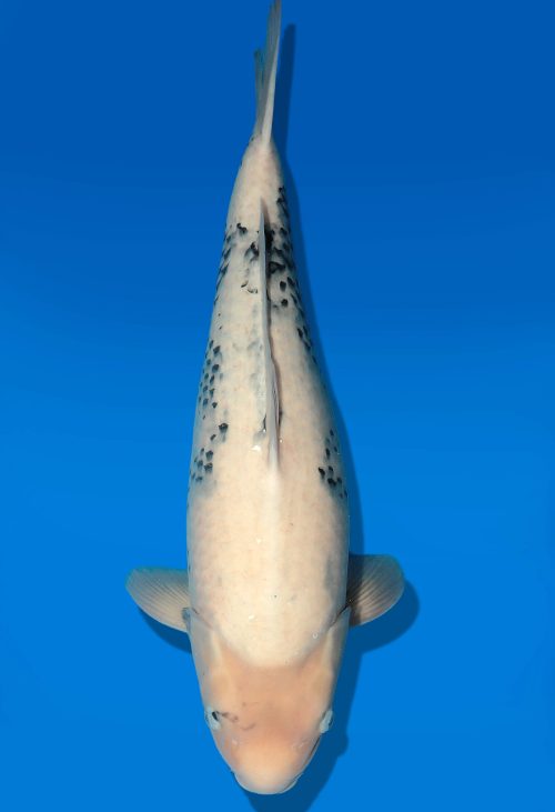 Koi Auktion Dainichi Shiro Nisai WhiteMonroe female 57cm T06-0080