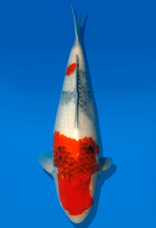 Koi Auktion Dainichi Showa Nisai Monroe female 53cm T06-0178