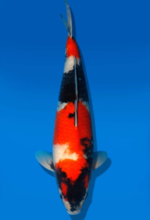 Koi Auktion Dainichi Showa Nisai MonaLisa female 54cm T06-0180