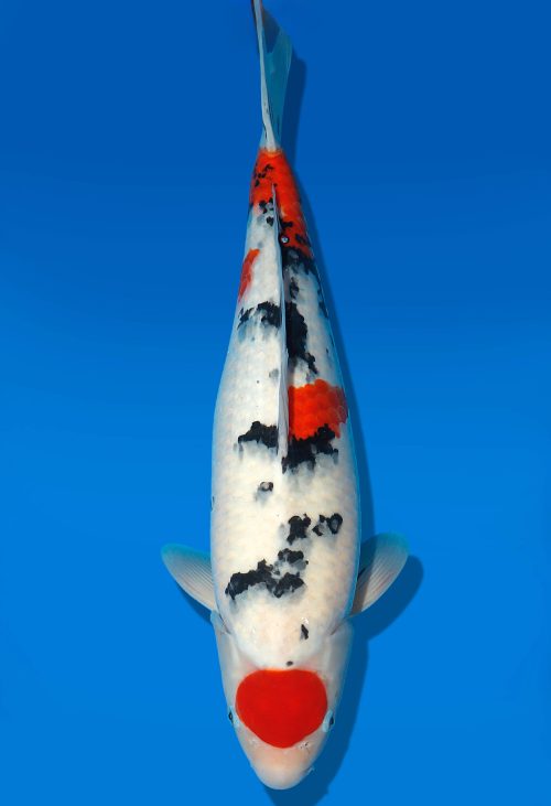 Koi Auktion Dainichi TanchoSanke Nisai MrBig female 55cm T06-0219