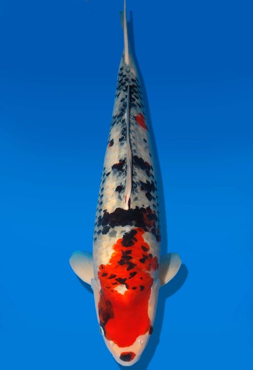 Koi Auktion Dainichi Showa Nisai MonaLisa male 58cm T06-0192