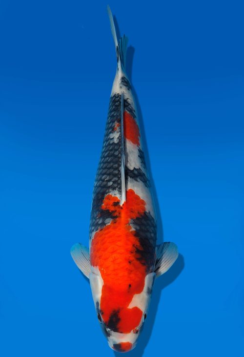 Koi Auktion Dainichi Showa Nisai MonaLisa female 50cm T06-0193