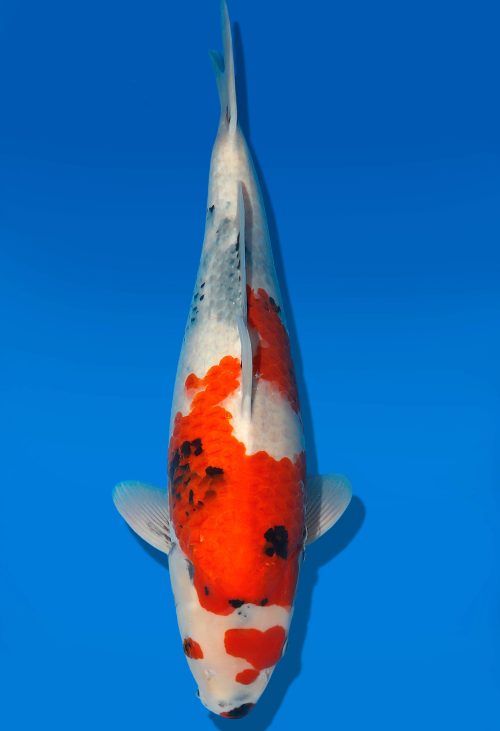Koi Auktion Dainichi Showa Nisai Monroe female 57cm T06-0205