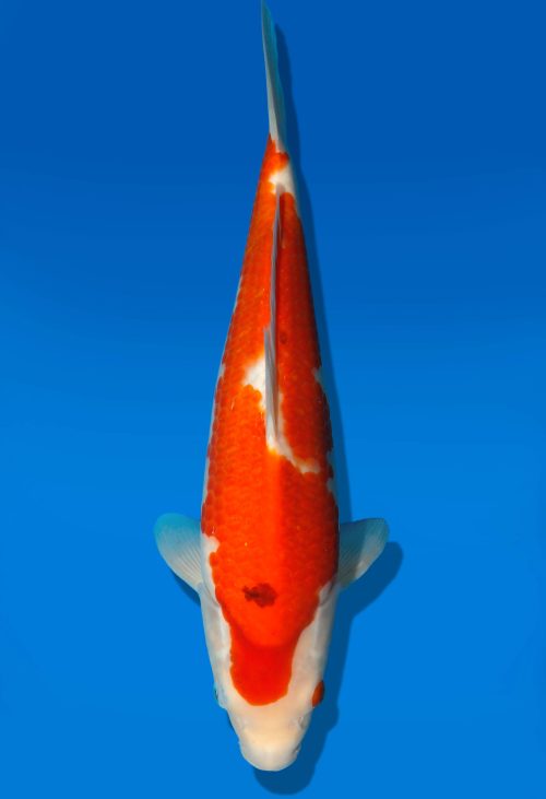 Koi Auktion Dainichi Sanke JumboTosai MSankejr. - 31cm GT5-0264