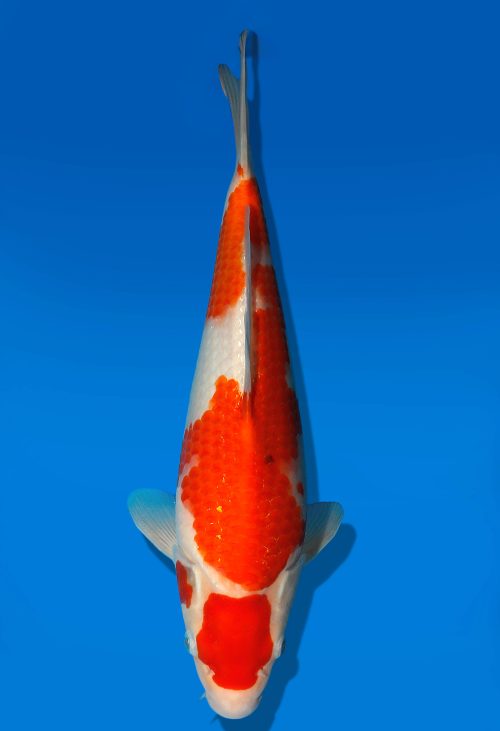 Koi Auktion Dainichi Sanke JumboTosai MSankejr. - 31cm GT5-0268