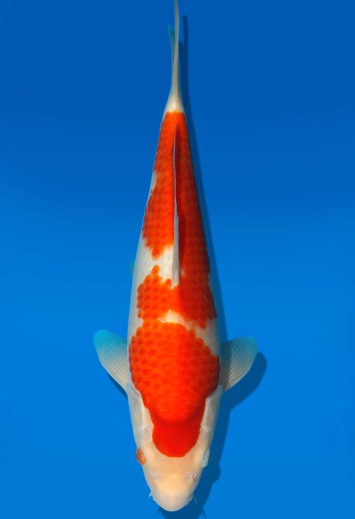 Koi Auktion Dainichi Kohaku JumboTosai RedTiger - 32cm GT5-0263