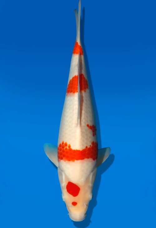 Koi Auktion Dainichi Kohaku JumboTosai RedTiger - 36cm GT5-0262