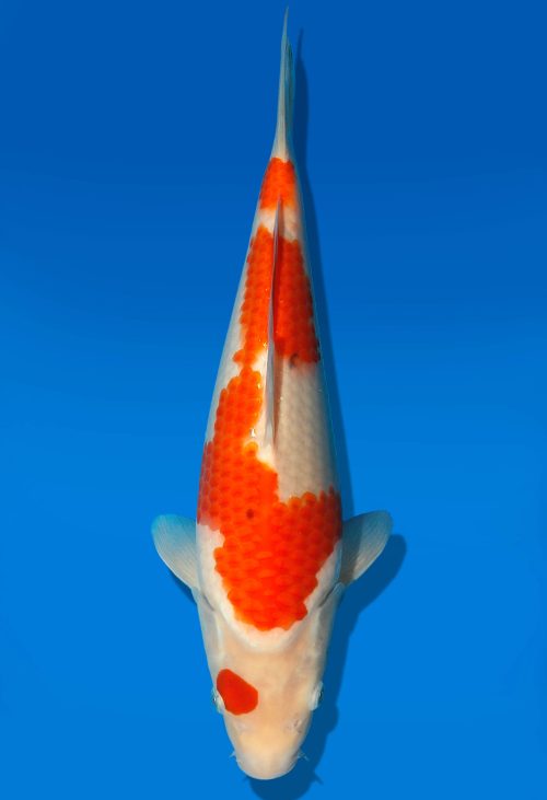 Koi Auktion Dainichi Sanke JumboTosai MSankejr. - 32cm GT5-0267