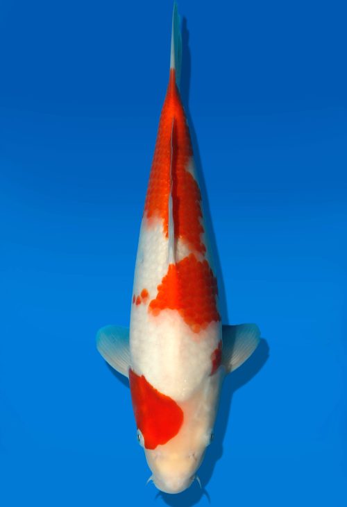 Koi Auktion Dainichi Kohaku JumboTosai WhiteDragon. - 34cm GT5-0265