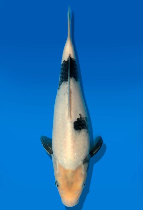 Koi Auktion Dainichi Shiro JumboTosai Monroe - 26cm GT4-0261