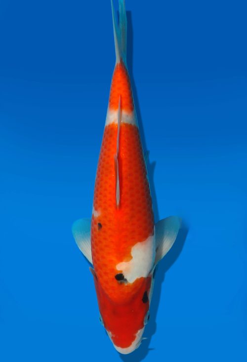 Koi Auktion Dainichi Sanke JumboTosai MSankejr. - 26cm GT4-0260