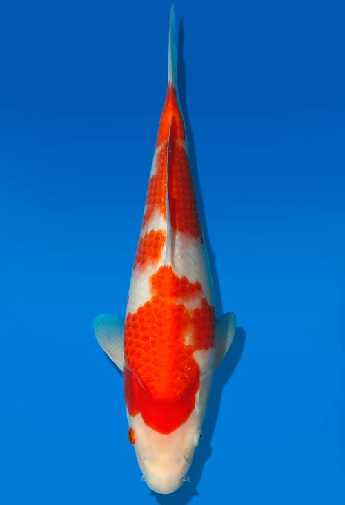 Koi Auktion Dainichi Kohaku JumboTosai WhiteTiger - 31cm GT4-0259