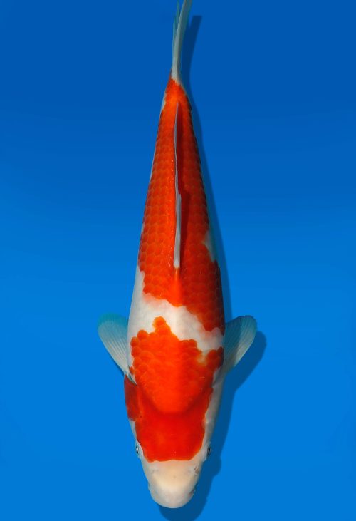 Koi Auktion Dainichi Kohaku JumboTosai RedTiger - 33cm GT4-0256