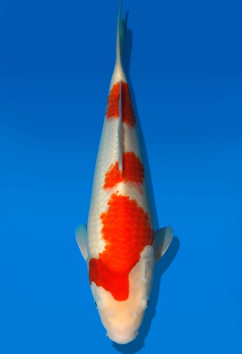 Koi Auktion Dainichi Kohaku JumboTosai WhiteDragon - 32cm GT4-0255