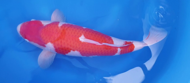 Koi