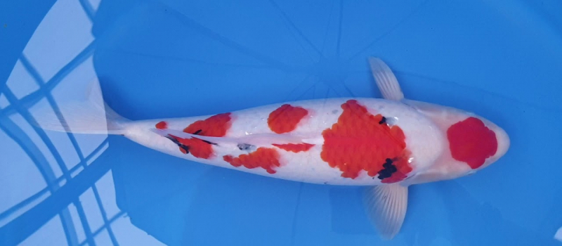 Koi